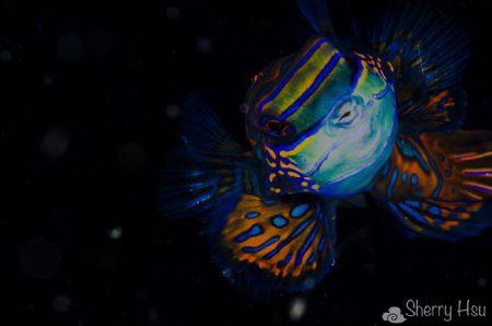Mandarinfish@Lembeh Strait by Sherry Hsu 