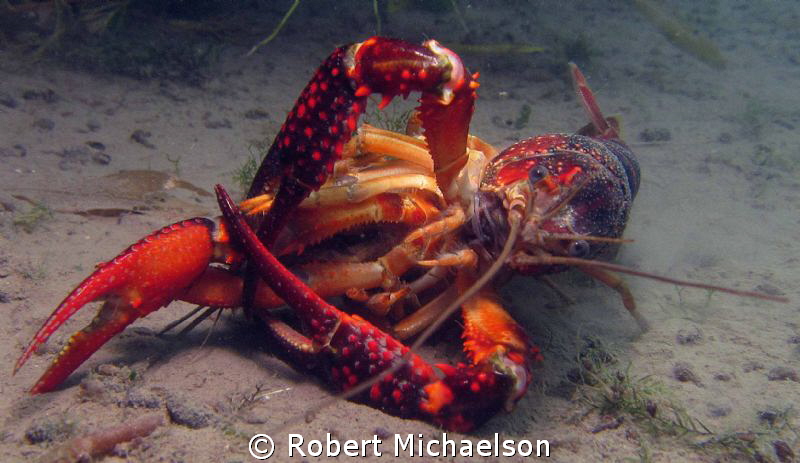 Crayfish porn? by Robert Michaelson 