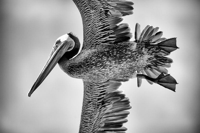 California Brown Pelican. by Matthew Fischbach 