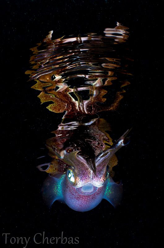 Night Rise by Tony Cherbas 