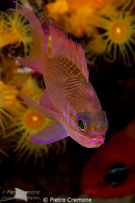 Female Anthias by Pietro Cremone 