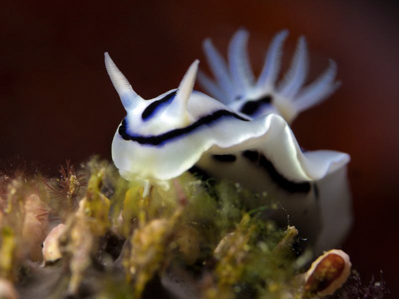 Chromodoris cf. lochi -close up- by Alex Varani 