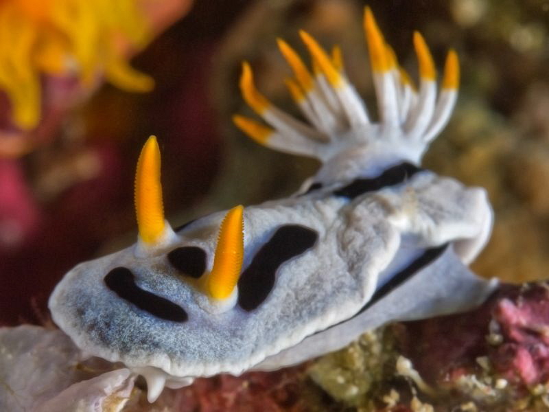 Chromodoris danae -close up- by Alex Varani 