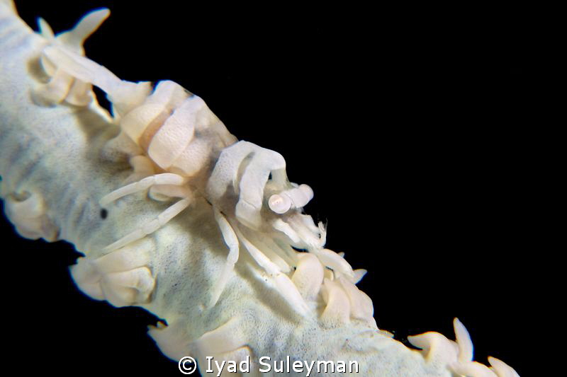 Whip coral partner shrimp by Iyad Suleyman 