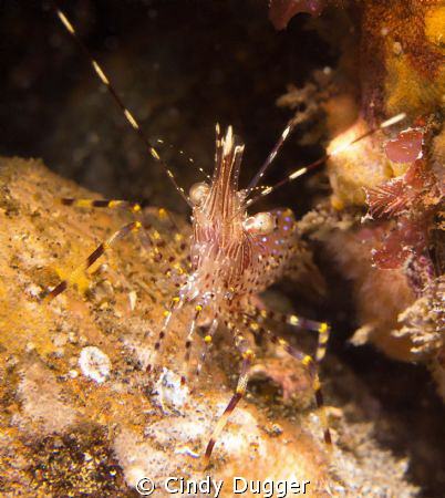 Coonstripe shrimp (Pandalus danae) showing that it was wi... by Cindy Dugger 