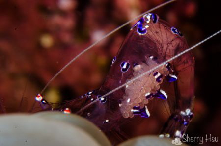 Sarasvati Anemone Shrimp@Lembeh Strait by Sherry Hsu 