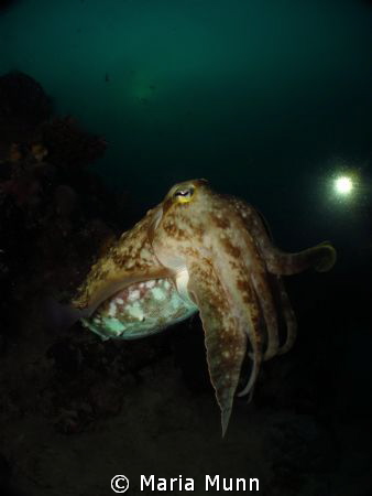 Canon S95, FIX housing, INON UFL-165 AD fisheye lens take... by Maria Munn 