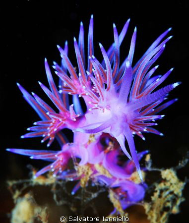 Flabellina by Salvatore Ianniello 