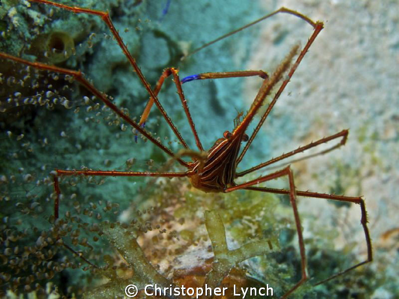 arrow crab by Christopher Lynch 