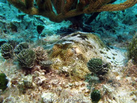 Little ray in Playa Del Carmen by Todd Karberg 