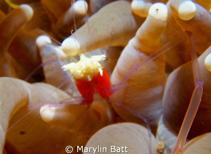 Popcorn Shrimp in anomone by Marylin Batt 