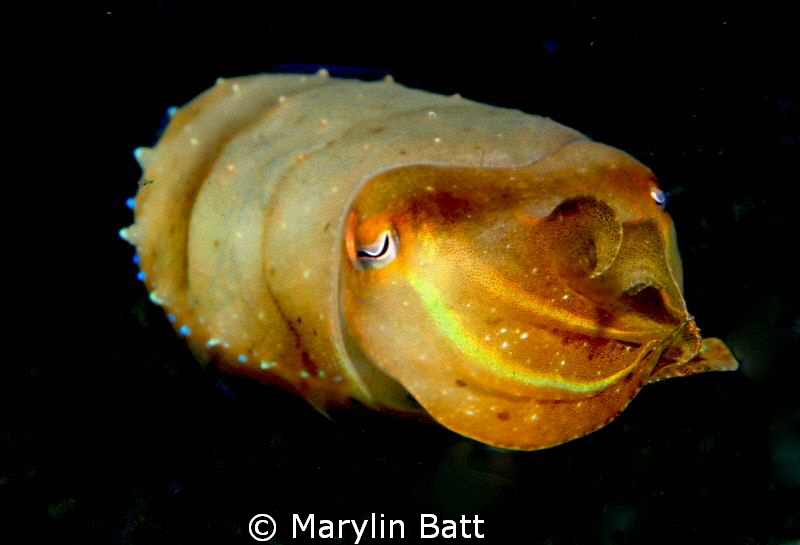 Beautiful yellow cuttlefish on night dive. by Marylin Batt 