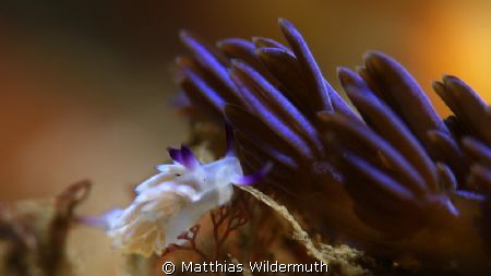 "Dawn is breaking"
Trinchesia sp(white,10 mm)next to P.I... by Matthias Wildermuth 