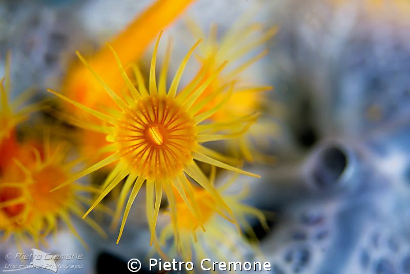 Sunflower on lunar sponge by Pietro Cremone 