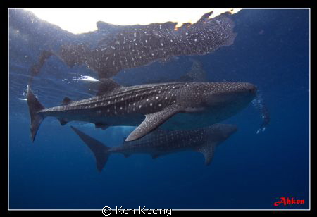 2 against 1 by Ken Keong 