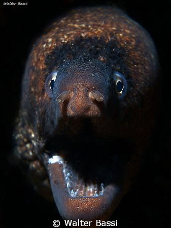 Murena by Walter Bassi 