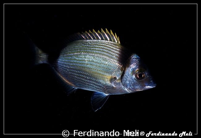 Night camouflage (Diplodus vulgaris). No Photoshop. by Ferdinando Meli 