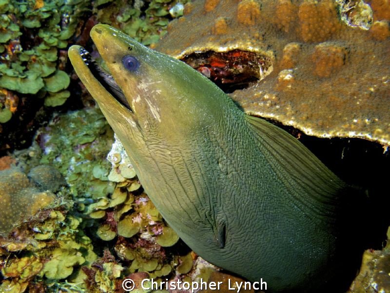 green moray by Christopher Lynch 