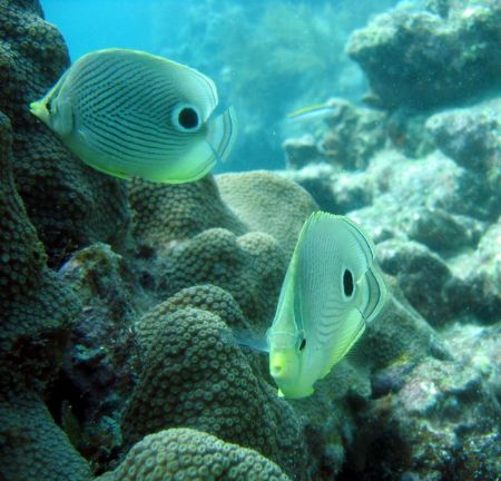 OOOHHH!!! 
Key Largo, FL Cannon Powershot s-50 single ep... by Steven Whitehead 