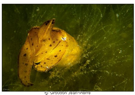 Taken in Lembeh. 60 mm macro. by Giroudon Jean-Pierre 