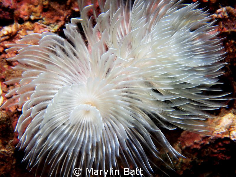 Tube worm fully open. by Marylin Batt 