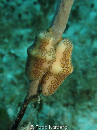 flamingo tongue nudibranch by Todd Karberg 