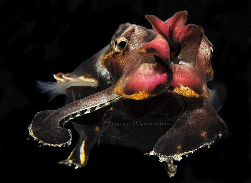 ..check it to the right.. half time! 

swimming flamboy... by Suzan Meldonian 