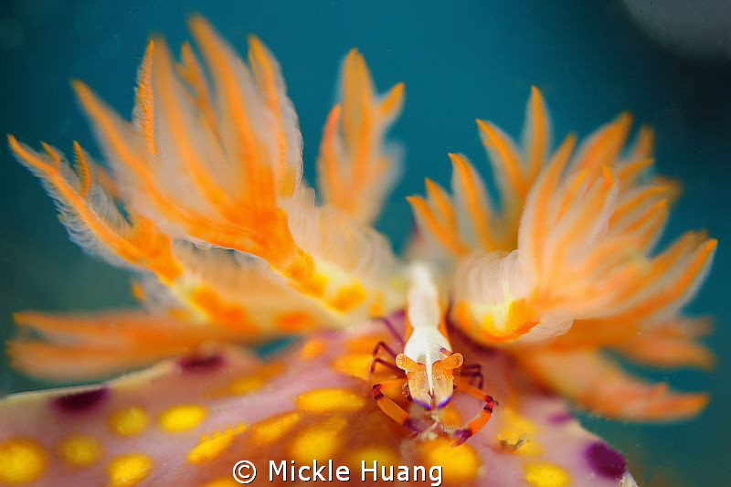 Beautiful relationship_Nudibranch and Imperial shrimp
No... by Mickle Huang 