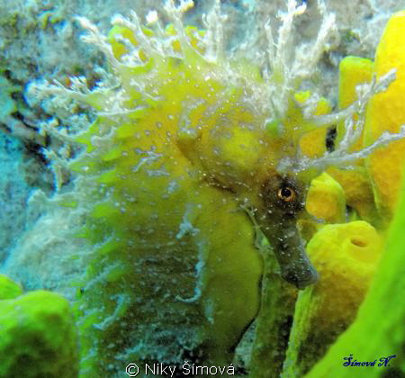 Sea horse :) by Niky Šímová 