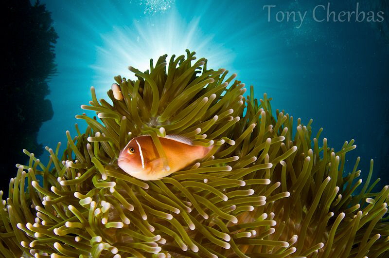 Sunrise on Anemone Mountain ;) by Tony Cherbas 