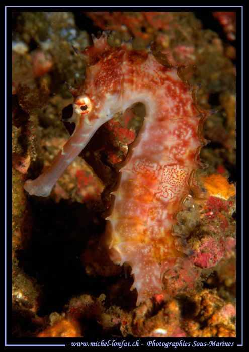 Sea horse in Lembeh Strait... :O)... by Michel Lonfat 