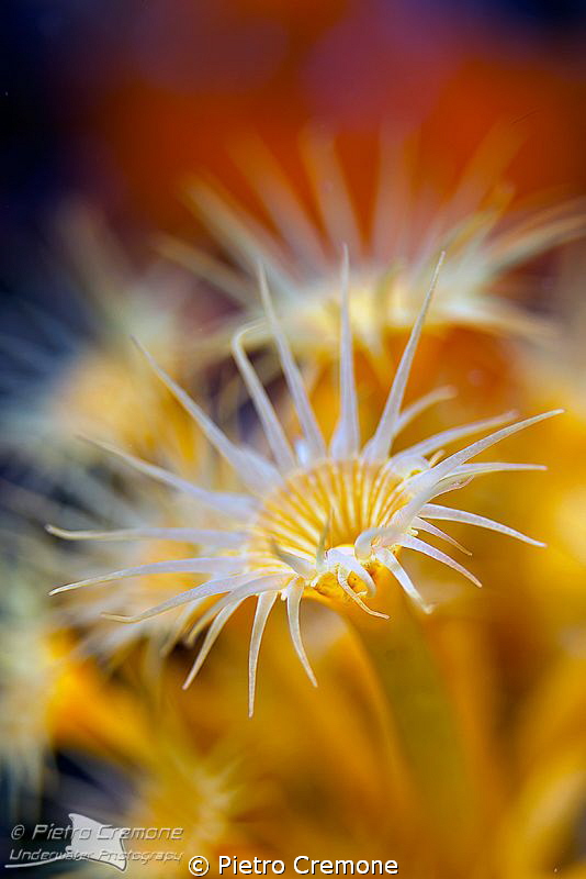 Sunflower by Pietro Cremone 