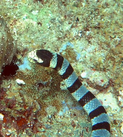 Banded Sea Snake. Olympus C8080 with PT-023 housing. Take... by Jan Messersmith 