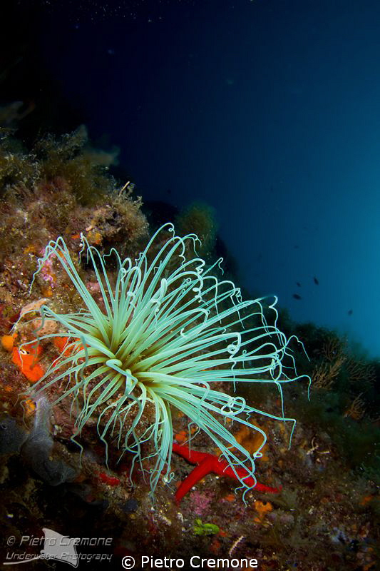 Cerianthus by Pietro Cremone 