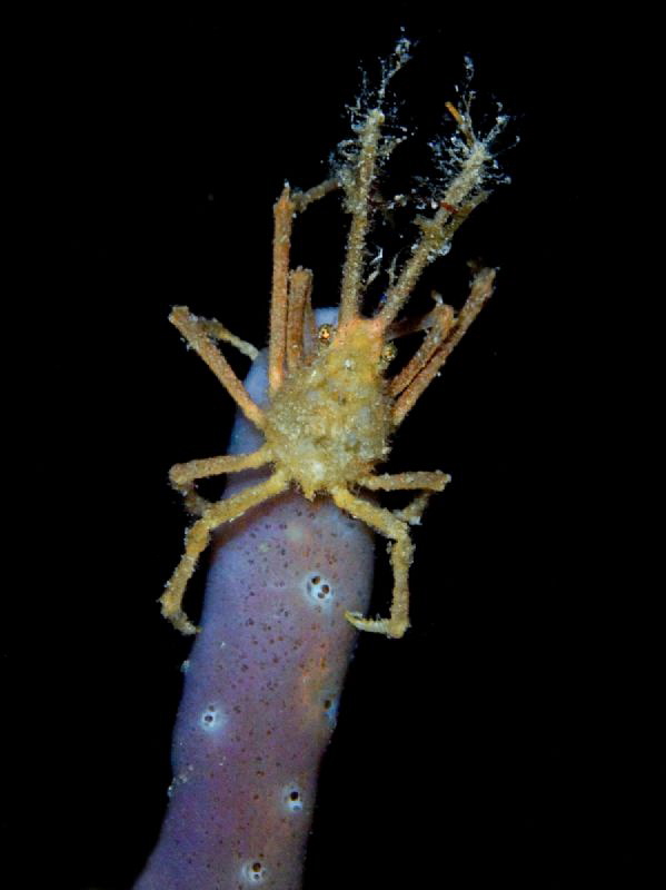 Naxioides taurus on sponge during nigt dive by Alex Varani 