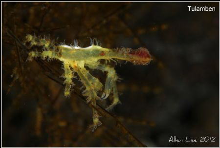 Xeno Crab.Nikon D80,105mmVR. by Allen Lee 