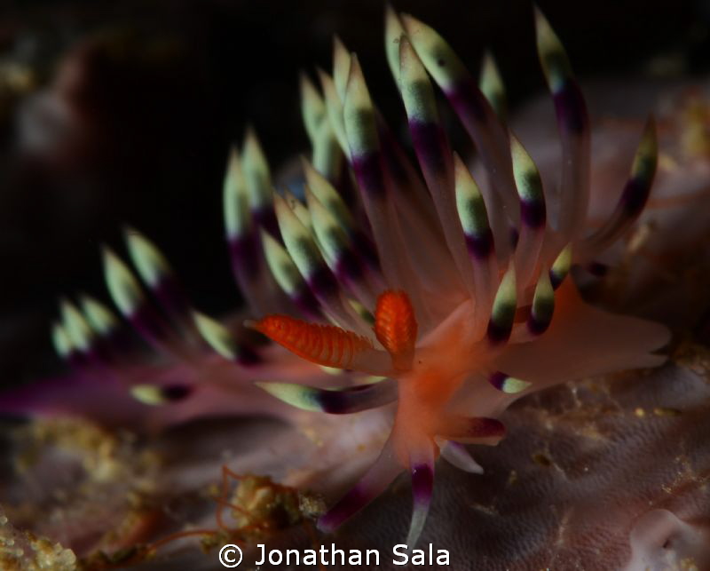 lovely flaby... at Gato Island by Jonathan Sala 