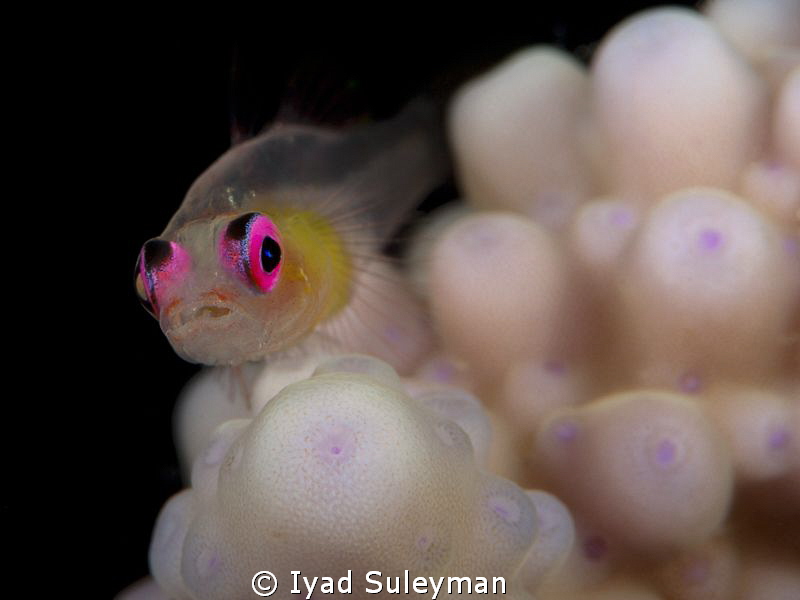 Purple-eyed Goby by Iyad Suleyman 
