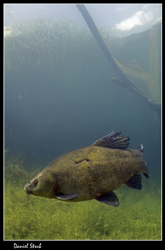 Tench in a small pond :-D by Daniel Strub 
