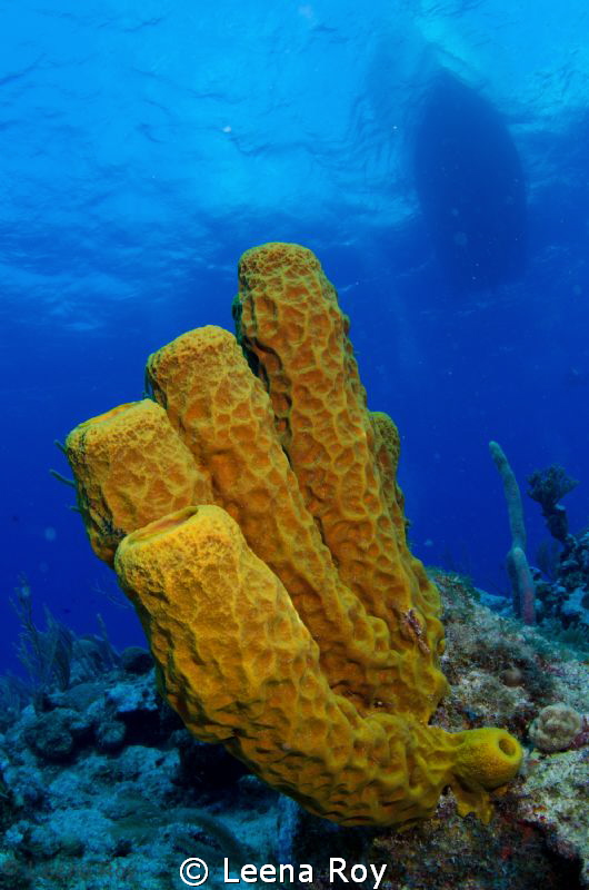 sponges under boat by Leena Roy 