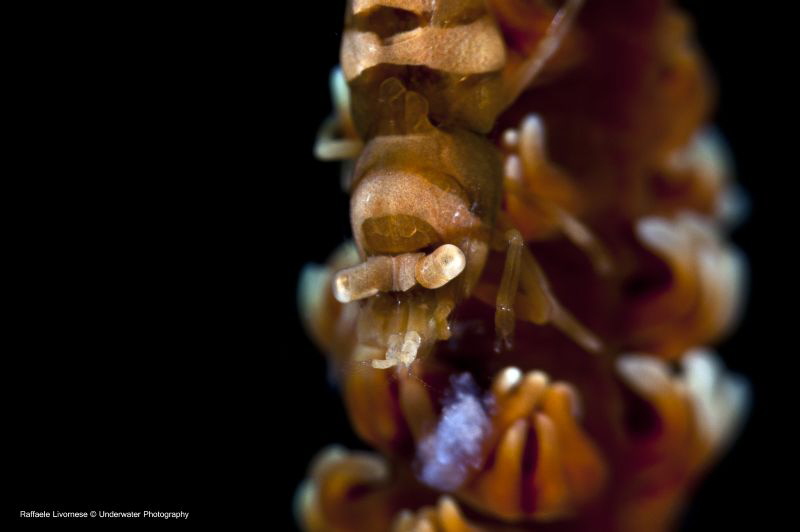 coral shrimp by Raffaele Livornese 