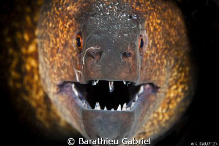 Moray by Barathieu Gabriel 