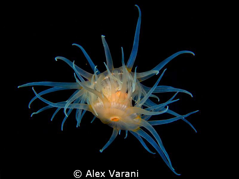 Anemone in love (Nemanthus sp.).
Shot in open water next... by Alex Varani 