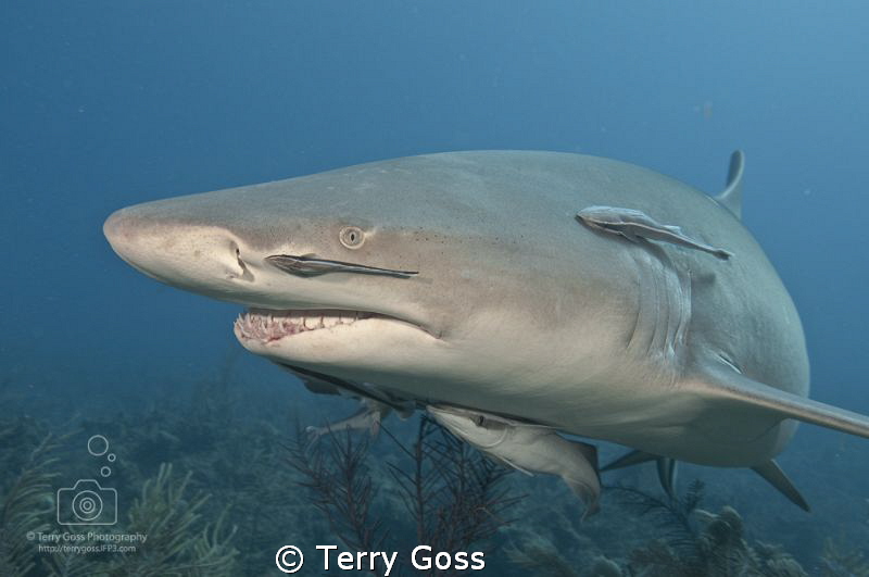 When life gives you lemons, you hope for a few that will ... by Terry Goss 