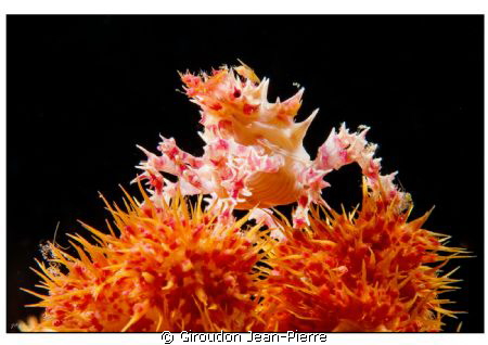 Candy Crab in Bunaken by Giroudon Jean-Pierre 