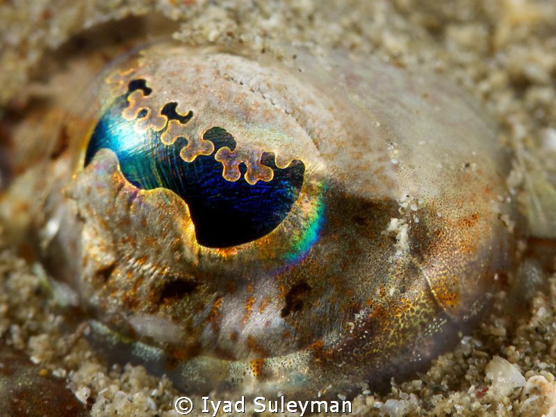 Eye of Longsnout Flathead 
taken with +15 diopter by Iyad Suleyman 