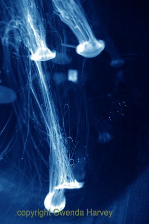 Photographed at the Melbourne Aquarium, Jelly fish by Gwenda Olwyn Harvey 