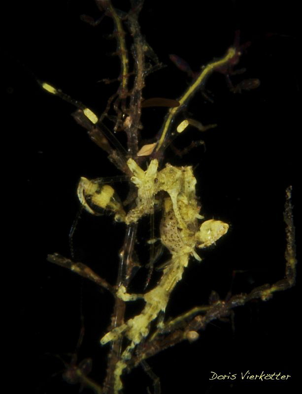 Yellow skeletonshrimp by Doris Vierkötter 