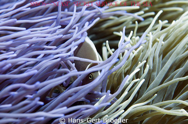 Anemonefish
Hide and seek 
Bunaken, Sulawesi, Indonesia... by Hans-Gert Broeder 