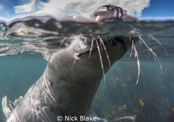 Coming up for air, Farne Islands. by Nick Blake 